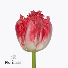 Tulips Neglige