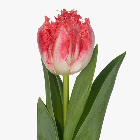 Tulips Neglige