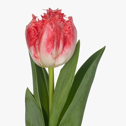 Tulips Neglige