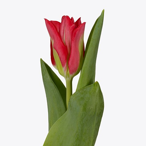 Tulips Nikki