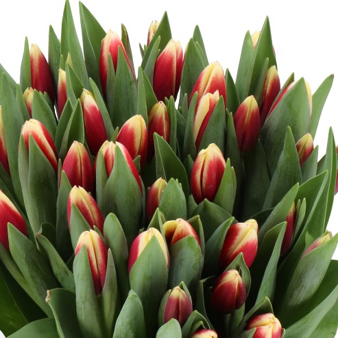 Tulips Nikolay Pirogov