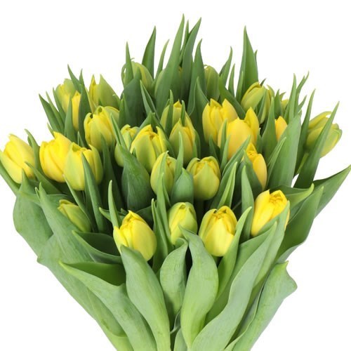 Tulips Nikon