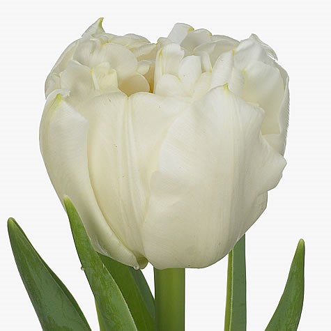 Tulips Northcap