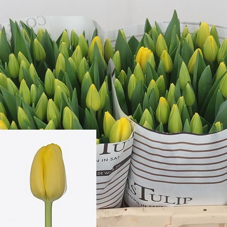 Tulips Novi Sun