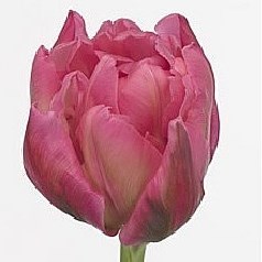 Tulips Oeral