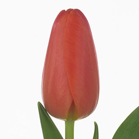Tulips Orange Juice