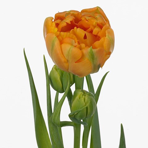 Tulips Orca
