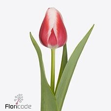 Tulips Outfit