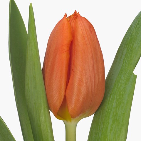 Tulips Pako