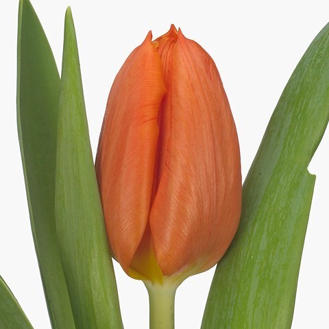 Tulips Pako