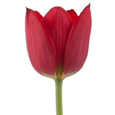 Tulips Pallada