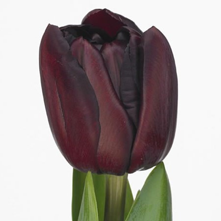 Tulips Palmyra