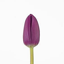 Tulips Panter