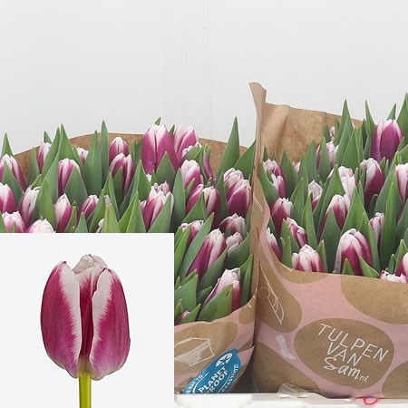 Tulips Picardy
