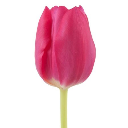 Tulips Pink Ardour
