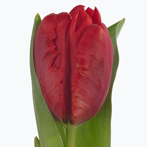 Tulips Pioneer (Parrot)