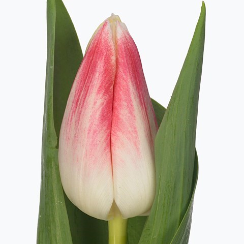 Tulips Pleasure