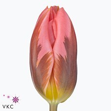 Tulips Pretty Princess