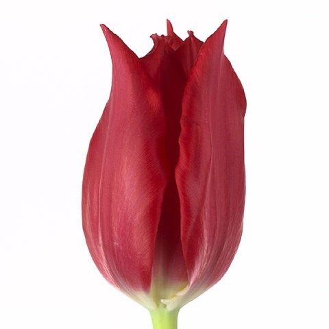 Tulips Pretty Woman