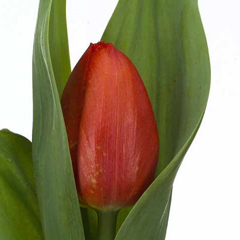 Tulips Prince Willem Alexander