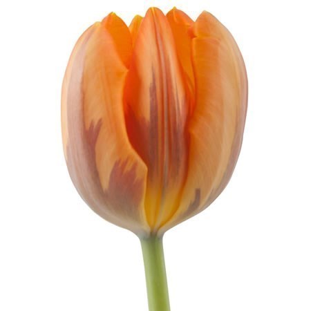 Tulips Prinses Irene