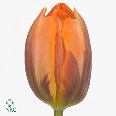 Tulips Prinses Irene
