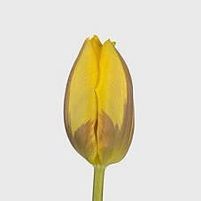 Tulips Prinses Margriet