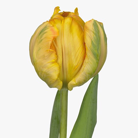 Tulips Prof Rontgen (Parrot)