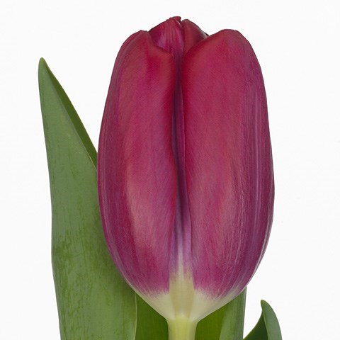 Tulips Puma