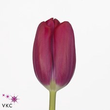 Tulips Puma
