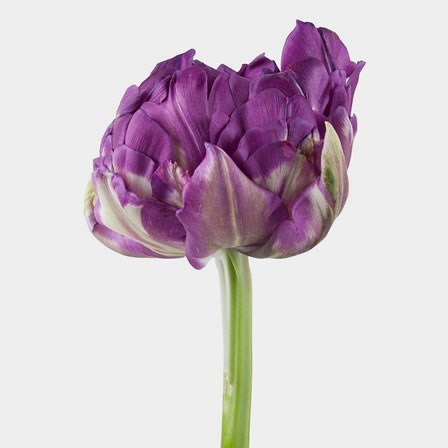 Tulips Purple Peony 40cm Wholesale Dutch Flowers Florist