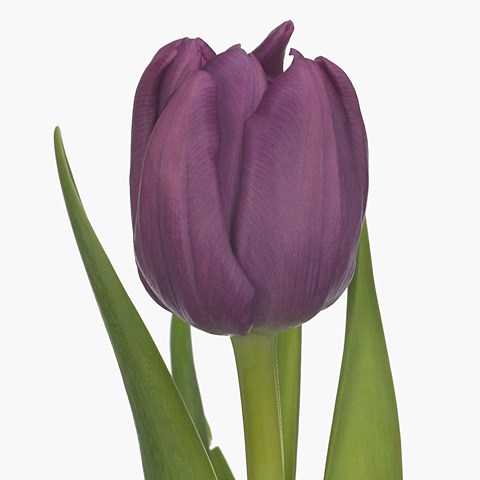 Tulips Purple Sky