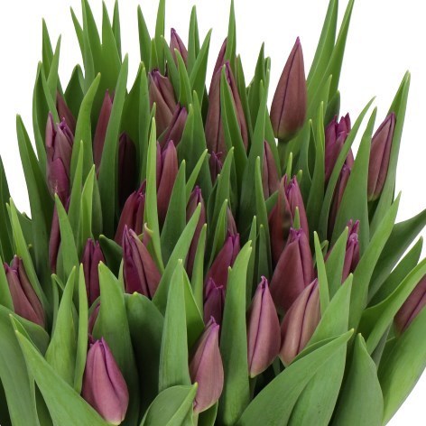 Tulips Purple Valley