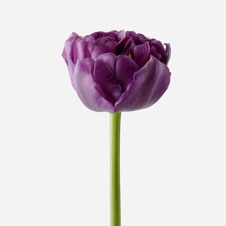 Tulips Python
