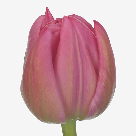 Tulips Queen Jewel