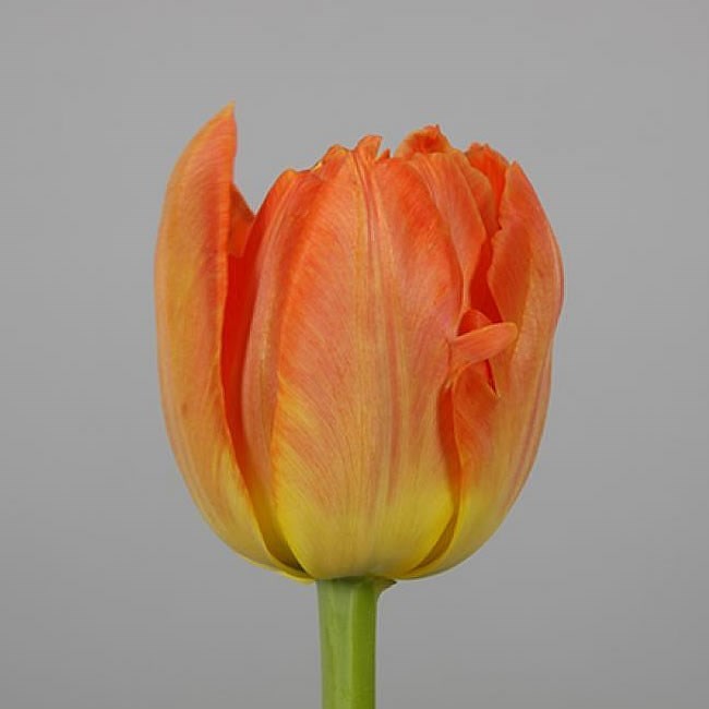 Tulips Rainbow (Parrot)