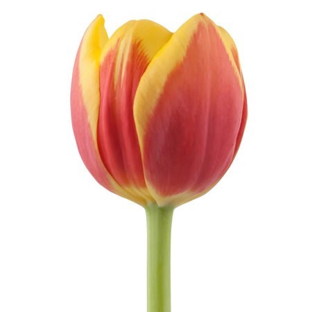 Tulips Rambo