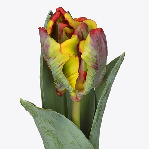 Tulips Rasta (Parrot)