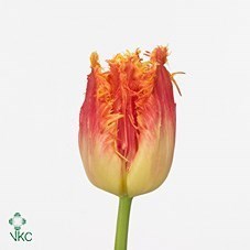 Tulips Real Time