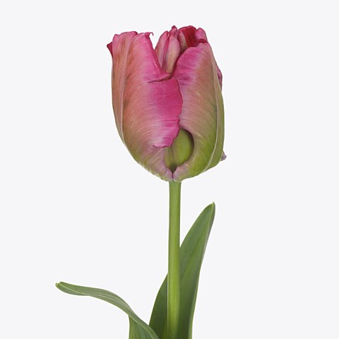 Tulips Red Madonna (Parrot)