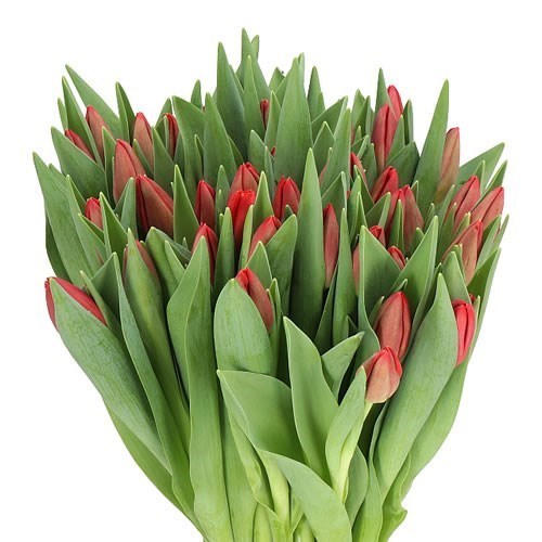 Tulips Red Stone