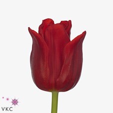 Tulips Red Westfrisian