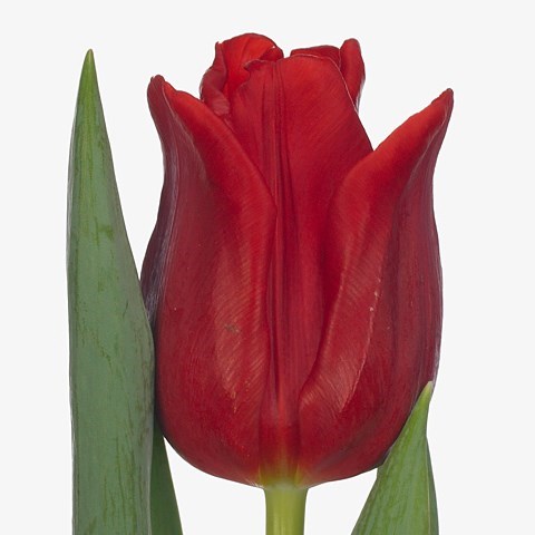 Tulips Red Westfrisian