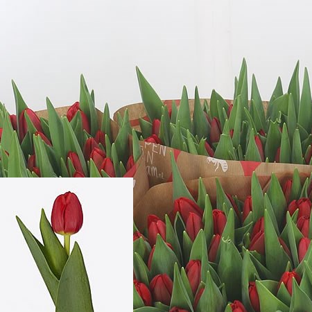 Tulips Rescue