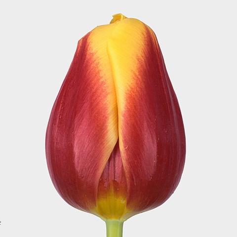 Tulips Residence