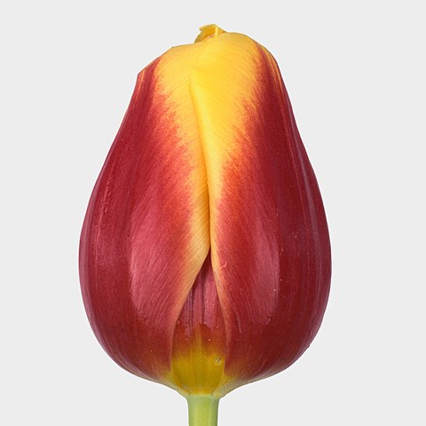 Tulips Residence