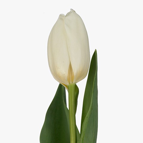 Tulips Rigel