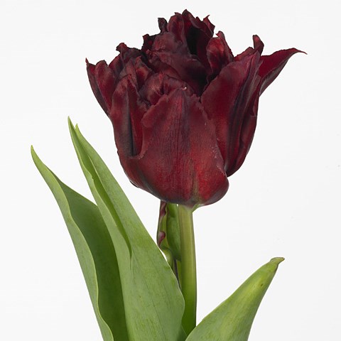 Tulips Robinho