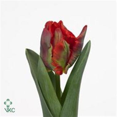 Tulips Rococo (Parrot)
