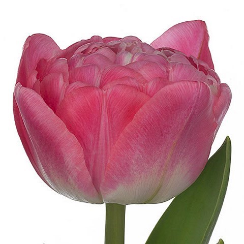 Tulips Rosario Double